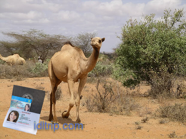 rencontrer des chameaux dans les rues du Maroc