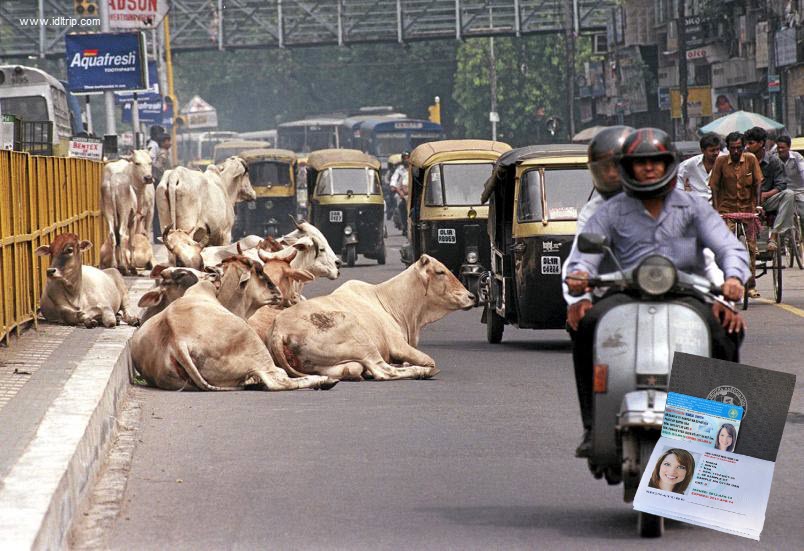 Les vaches sont au milieu de la route en Inde
