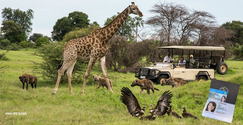 Safari au Botswana 